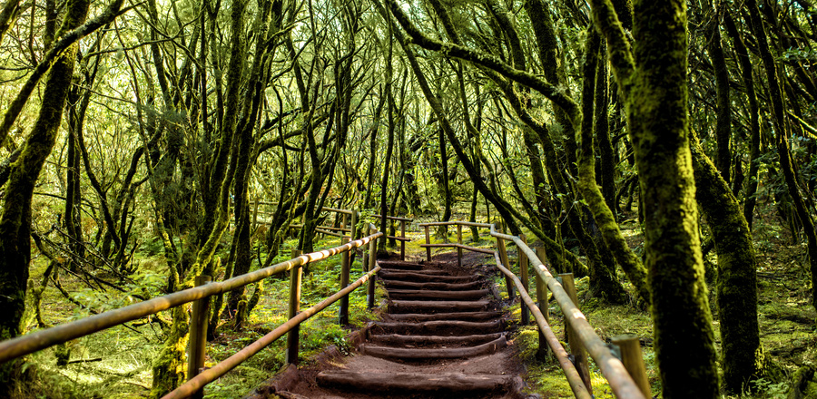 Garajonay Park Gomera