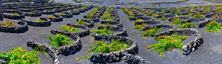 Vignes Lanzarote