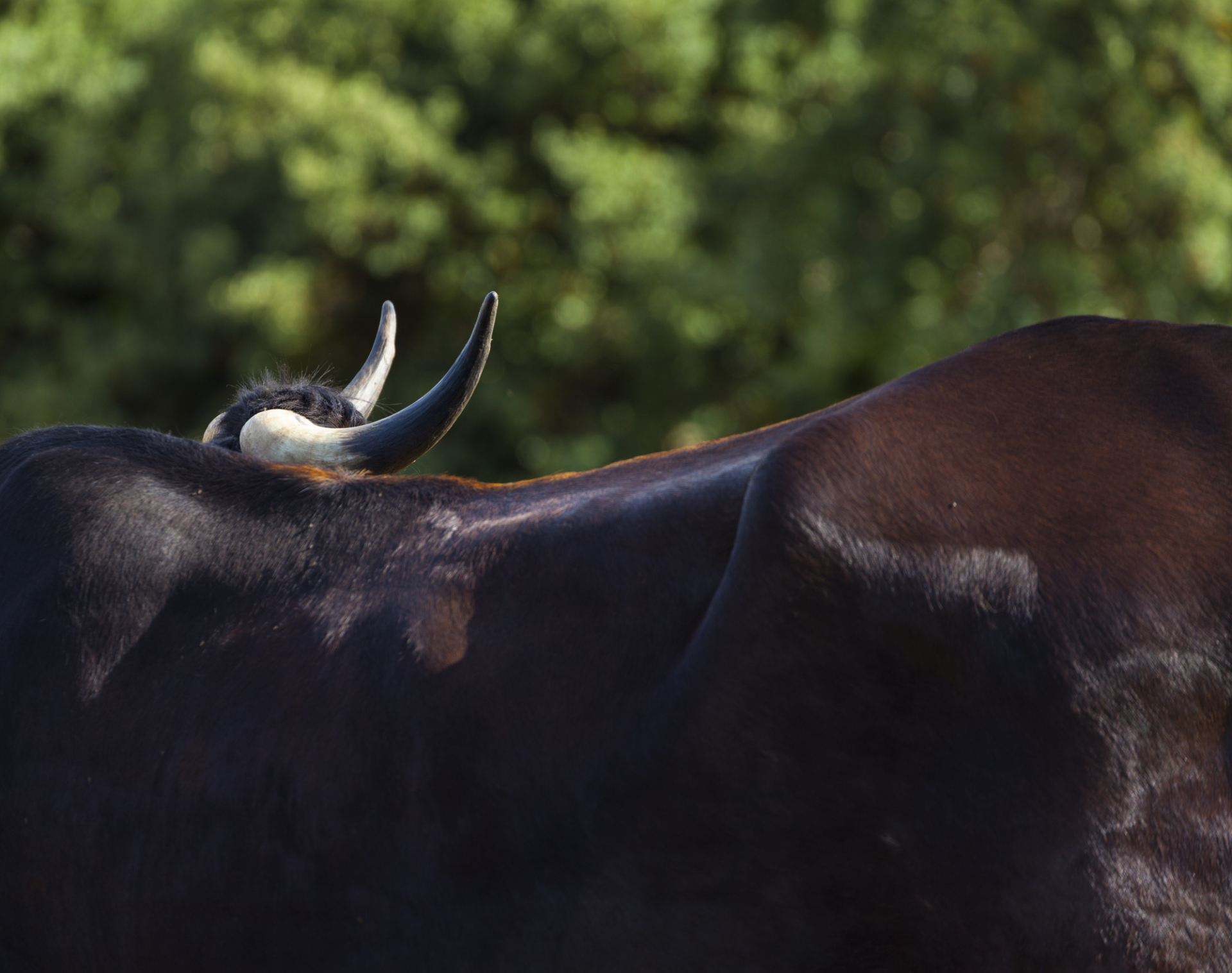 Taureau Espagne