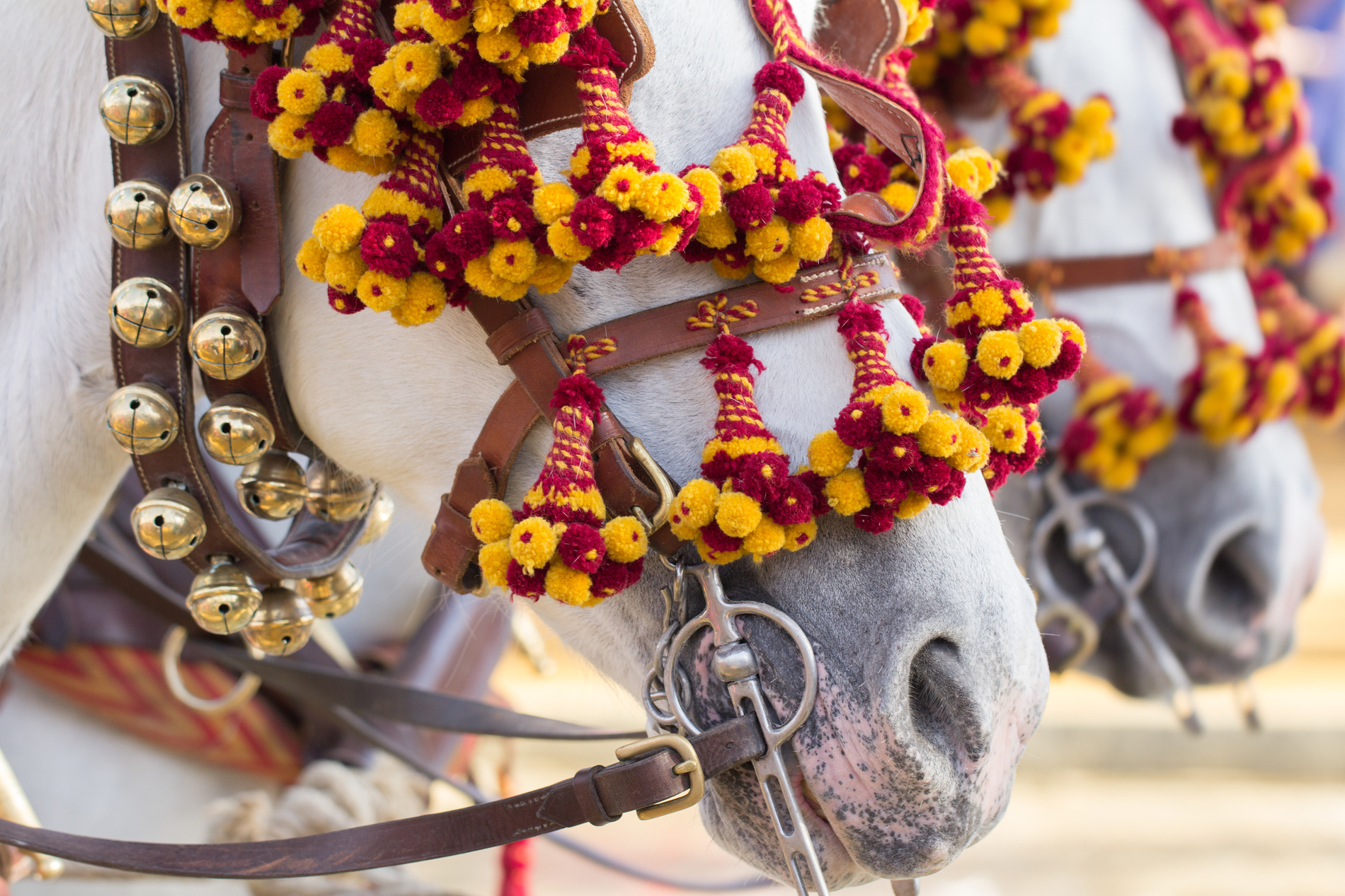 Chevaux de séville