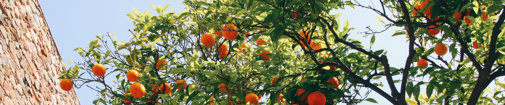 Oranger Malaga
