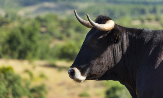 Taureaux Espagnols