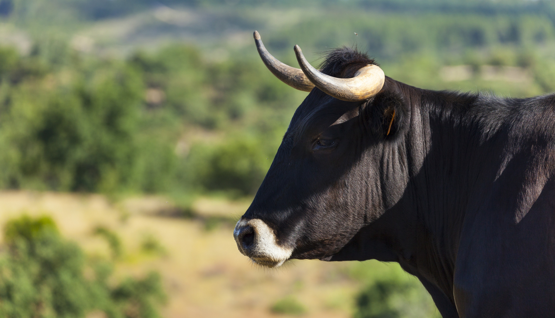 Taureaux Espagnols