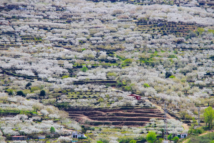Cerisiers en Fleurs - Vallée de Jerte
