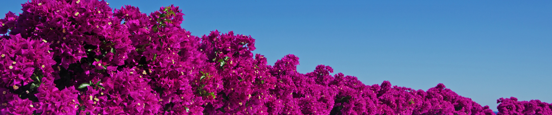 Bougainvillier Espagne