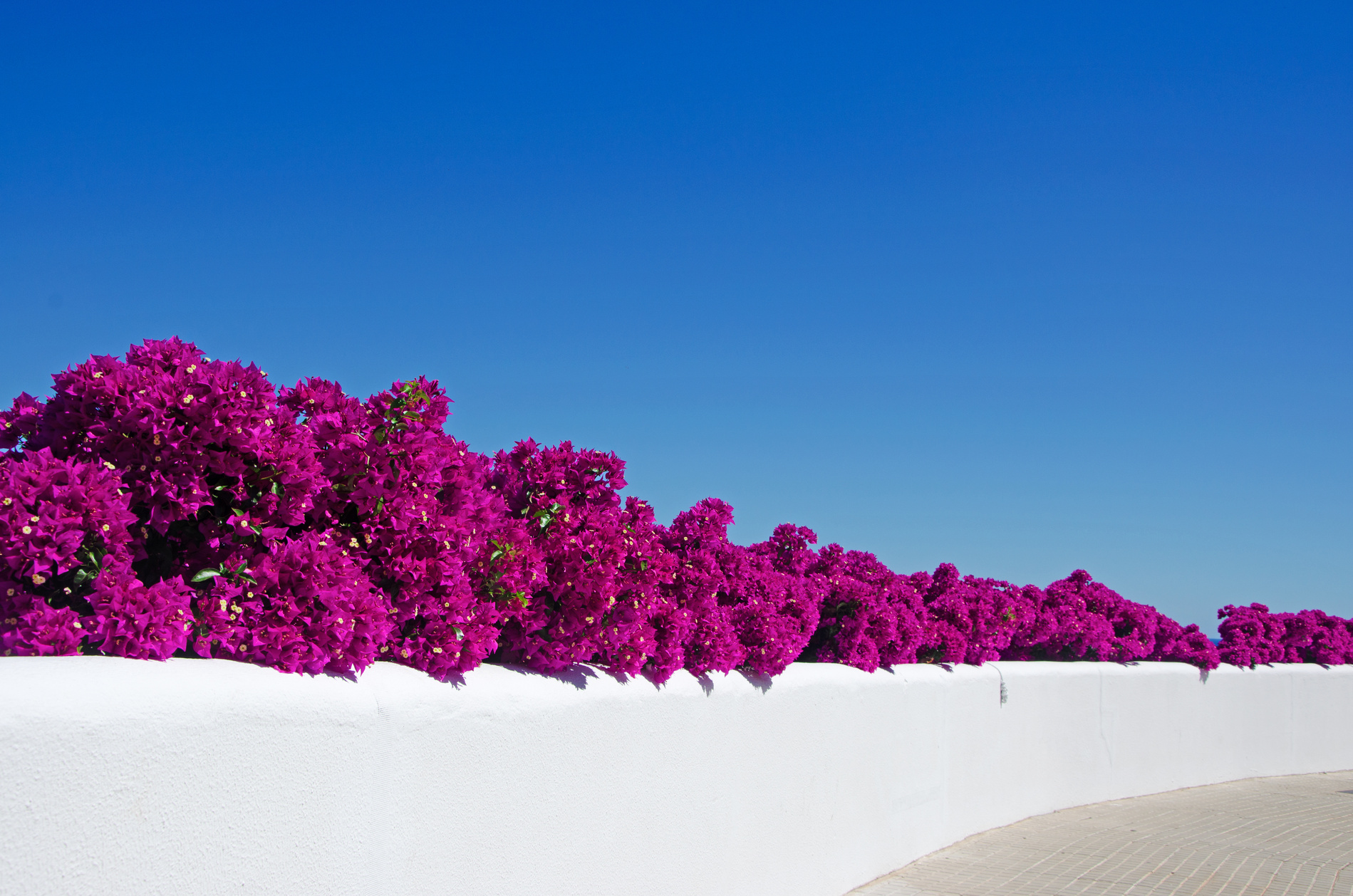 Bougainvillier Espagne