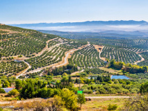 Oliveraies province de Jaén