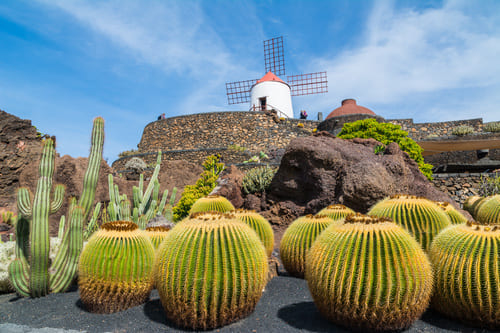 Jardin des Cactus