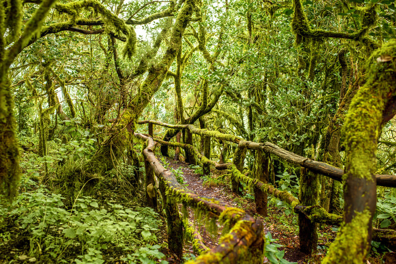 Parc national de Garajonay
