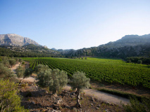 Vignes Majorque