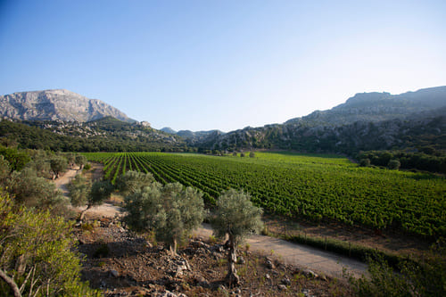 Vignes Majorque