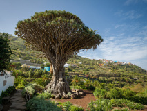 L'arbre du Parque del Drago