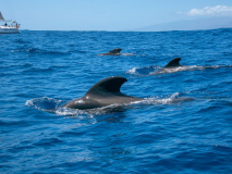Découverte des baleines et dauphins