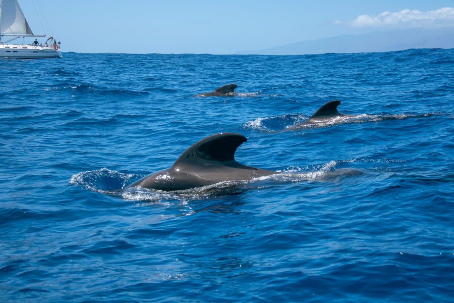 Découverte des baleines et dauphins