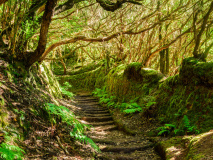 Forêt des Lauriers géants