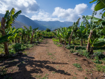 Plantation de bananes